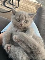 BRITISH KORT HAIR KITTENS, Dieren en Toebehoren