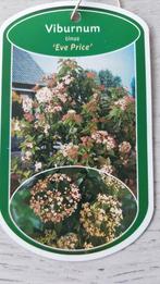 Viburnum tinus Eve,Hertshooi,Kardinaalsmuts laurier novita, Ophalen, Overige soorten, Struik, 100 tot 250 cm