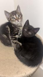 Kittens, Dieren en Toebehoren, Kater