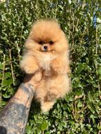 Pomeriaan, Dieren en Toebehoren, Honden | Chihuahua's en Gezelschapshonden, Rabiës (hondsdolheid), 8 tot 15 weken, Buitenland