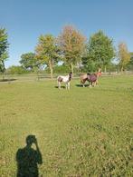 Weidegang, Weidegang