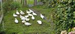 Witte kwaker eenden, Dieren en Toebehoren, Pluimvee, Vrouwelijk, Eend