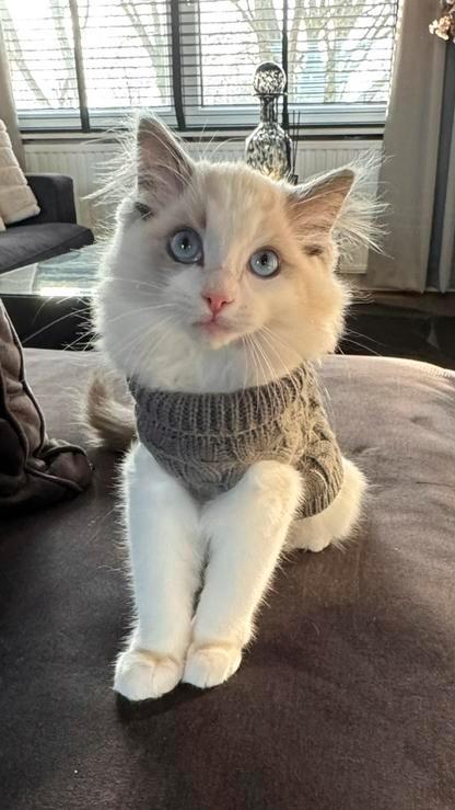 Ragdoll op zoek naar een goude mandje, Dieren en Toebehoren, Katten en Kittens | Raskatten | Langhaar, Kater, 0 tot 2 jaar, Ontwormd