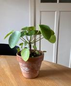 Pannenkoekplant (Pilea) inclusief pot (en stekjes!), Huis en Inrichting, Kamerplanten, Ophalen, Overige soorten, Minder dan 100 cm