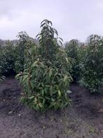 Prunus L. Augustifolia - Haagplanten Portugese laurier, Ophalen of Verzenden