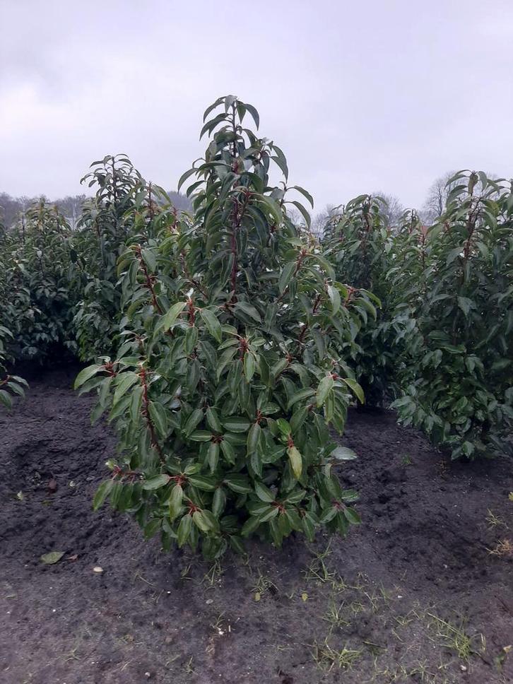 Prunus L. Augustifolia - Haagplanten Portugese laurier, Tuin en Terras, Planten | Bomen, Ophalen of Verzenden