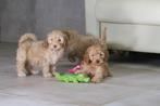 Vrolijke Cockapoo pups ( dwerg Poedel x Cocker Spaniel ), Poedel, Nederland, CDV (hondenziekte), 8 tot 15 weken