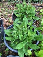 Gipskruid tuinplant , ook wel bekend als de Grootbloemig, Tuin en Terras, Planten | Tuinplanten, Vaste plant, Halfschaduw, Zomer