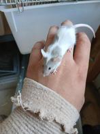 Kruising Engels x kleurmuis, Juni, Meerdere dieren
