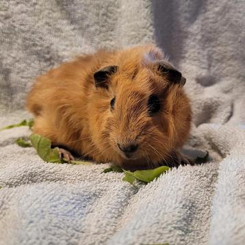 3 onge cavia's Mogen naar nieuw huis!! beschikbaar voor biedingen