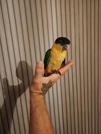 Mega tamme jonge   Zwartkop caique, Dieren en Toebehoren, Vogels | Parkieten en Papegaaien, Meerdere dieren, Parkiet, Geringd