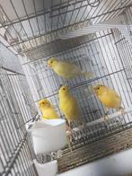 Kanaries poppen en mannen, Dieren en Toebehoren, Vogels | Kanaries, Meerdere dieren, Kleurkanarie