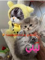 Unieke kans! British Longhair kittens ter adoptie, Meerdere dieren, Ontwormd, 0 tot 2 jaar