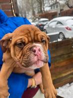 Prachtige pups, 15 weken tot 1 jaar, CDV (hondenziekte), Bulldog, Meerdere