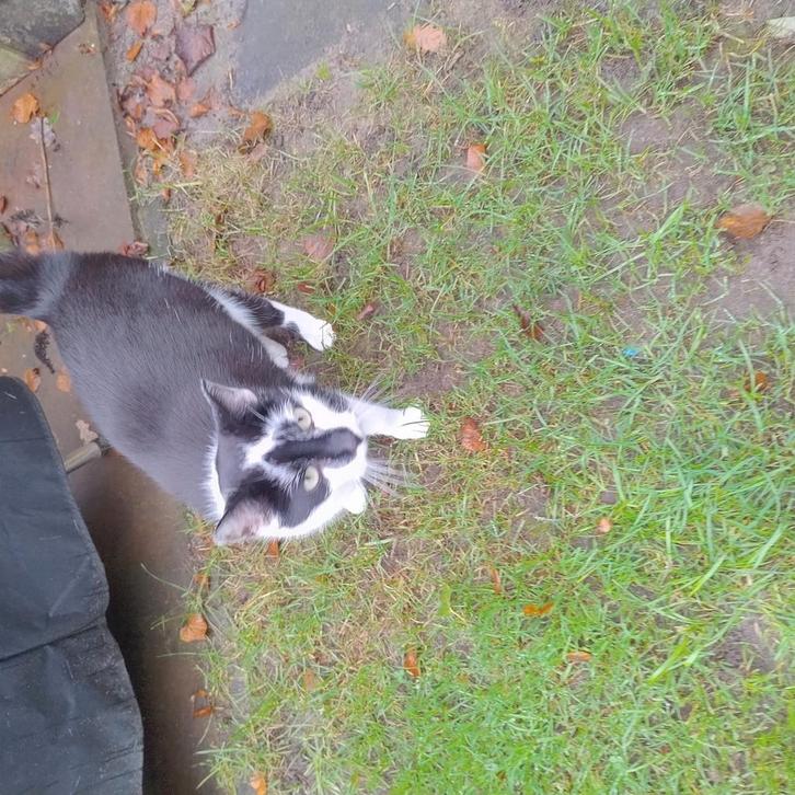 Holten: Kater en poes wegens omstandigheden af te halen, Dieren en Toebehoren, Katten en Kittens | Overige Katten, Meerdere dieren