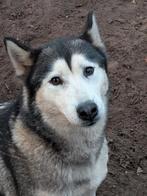 Twee super lieve Husky teefjes zoeken een nieuw thuis, CDV (hondenziekte), Teef, Poolhond, Meerdere