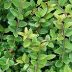 **ACTIE** Lonicera nitida elegant, Struikkamperfoelie, Tuin en Terras, Ophalen of Verzenden, Overige soorten, Struik, Minder dan 100 cm