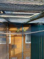 2 berg parkieten, Dieren en Toebehoren, Meerdere dieren, Parkiet