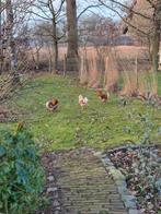 Wyandotte kriel haan, Dieren en Toebehoren, Pluimvee, Mannelijk, Kip