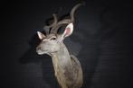 kudu shouldermount taxidermy opgezette antilope africa, Ophalen, Gebruikt, Hert, Gewei of Kop