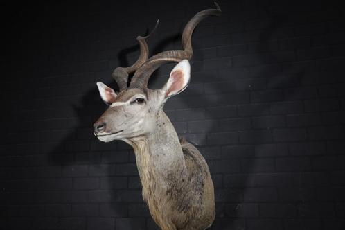 kudu shouldermount taxidermy opgezette antilope africa, Verzamelen, Dierenverzamelingen, Gebruikt, Gewei of Kop, Hert, Ophalen