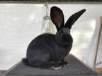 Vlaamse reus konijn, Dieren en Toebehoren, Konijnen, Mannelijk, Groot, 0 tot 2 jaar