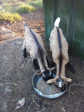Mooie dwerggeitjes  beschikbaar voor biedingen