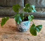 Homalomena Stardust Variegata, Huis en Inrichting, Ophalen of Verzenden, Halfschaduw, Minder dan 100 cm