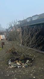 Magnolia Soulangeana Roze - Prachtige Sierboom, Tuin en Terras, Overige soorten, Lente, 100 tot 250 cm, Ophalen