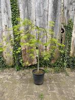 Acer palmatum dissectum stam 100 cm, Tuin en Terras, Planten | Bomen, Ophalen of Verzenden