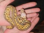 Ballpython#pythonregiues#clown#hypo, Dieren en Toebehoren, Reptielen en Amfibieën, Slang, 0 tot 2 jaar