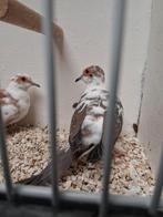 Mooi koppel bonte diamantduifjes, Dieren en Toebehoren, Meerdere dieren, Kleurkanarie
