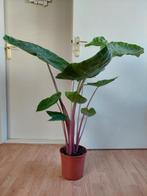 Alocasia Imperial Red - Olifantsoor H: 100 cm., Huis en Inrichting, Kamerplanten, Ophalen, 100 tot 150 cm, Overige soorten, Halfschaduw