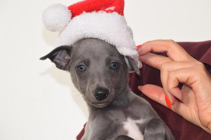 Whippet pup bij ons geboren, Dieren en Toebehoren, Honden | Windhonden, Reu, Whippet, Fokker | Professioneel, Meerdere, België