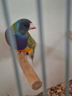 Gouldamadine zk pb ef pastel, Dieren en Toebehoren, Vogels | Overige Vogels, Meerdere dieren, Tropenvogel