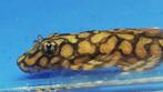 Nakweek Ancistrus Wabenmunster 4-5 cm, Dieren en Toebehoren, Vissen | Aquariumvissen, Zoetwatervis, Vis