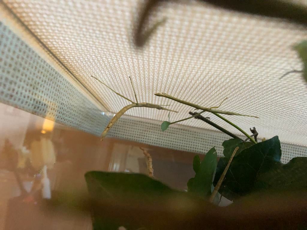 Gratis Wandelende Takken! (per x aantal, zonder verblijf), Wandelende tak