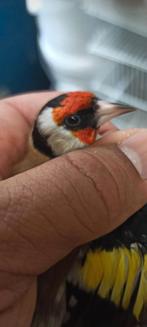 Te koop mooie parva putter van 2025, Dieren en Toebehoren, Mannelijk, Wildzangvogel