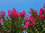 Lagerstroemia Pink Velour / hoogstam / vol bloemen ‼️‼️, 250 tot 400 cm, Zomer, Ophalen, In pot