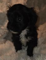Te koop super mooie klein maltipoo puppies, Dieren en Toebehoren, Honden | Chihuahua's en Gezelschapshonden, Overige rassen, CDV (hondenziekte)