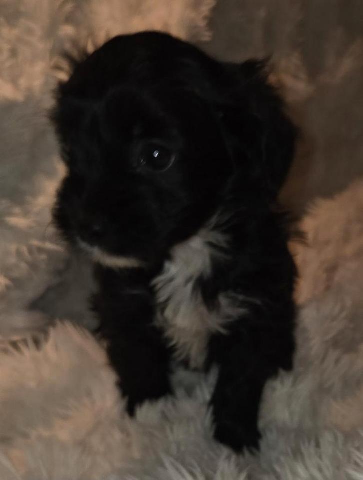 Te koop super mooie klein maltipoo puppies, Dieren en Toebehoren, Honden | Chihuahua's en Gezelschapshonden, Meerdere dieren, Overige rassen
