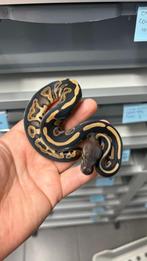 Ball python koningspython, Dieren en Toebehoren, Reptielen en Amfibieën, Slang, Tam, 0 tot 2 jaar