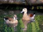 Siereenden eenden roodschoudertaling, Dieren en Toebehoren, Meerdere dieren, Eend