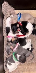 Lilac en Blue Jack Russel puppys., Dieren en Toebehoren, Honden | Jack Russells en Terriërs, Jack Russell Terriër, CDV (hondenziekte)