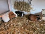 Super lieve jongen cavia's nog 2 beertjes, Cavia, Juni, Meerdere dieren, Tam