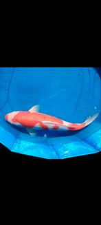Kohaku, Dieren en Toebehoren, Vissen | Vijvervissen, Karper of Koi