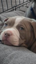 American pocket bully puppy's, Rabiës (hondsdolheid), Overige rassen, 8 tot 15 weken, Meerdere