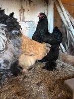 Brahma, Dieren en Toebehoren, Pluimvee, Meerdere dieren, Kip