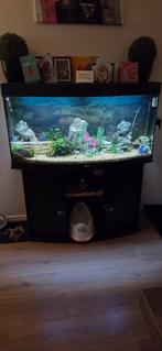 Mooi groot compleet aquarium, Ophalen, Zo goed als nieuw, Gevuld zoetwateraquarium