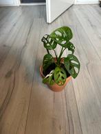 Monster albo variegata, Huis en Inrichting, Kamerplanten, Overige soorten, Minder dan 100 cm, Ophalen of Verzenden, Halfschaduw